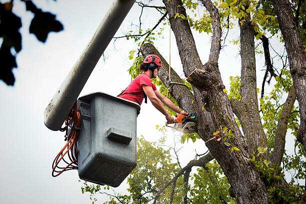 Landscape Design and Installation in Fairfax, MN